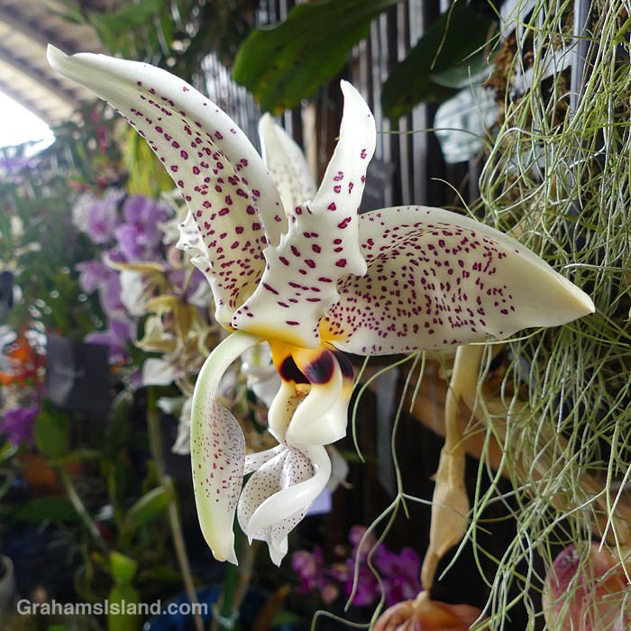 A Stanhoyea assidensis orchid it Hilo Orchid Show in Hawaii