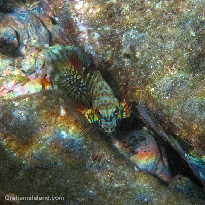 A Stocky Hawkfish in the waters off Hawaii