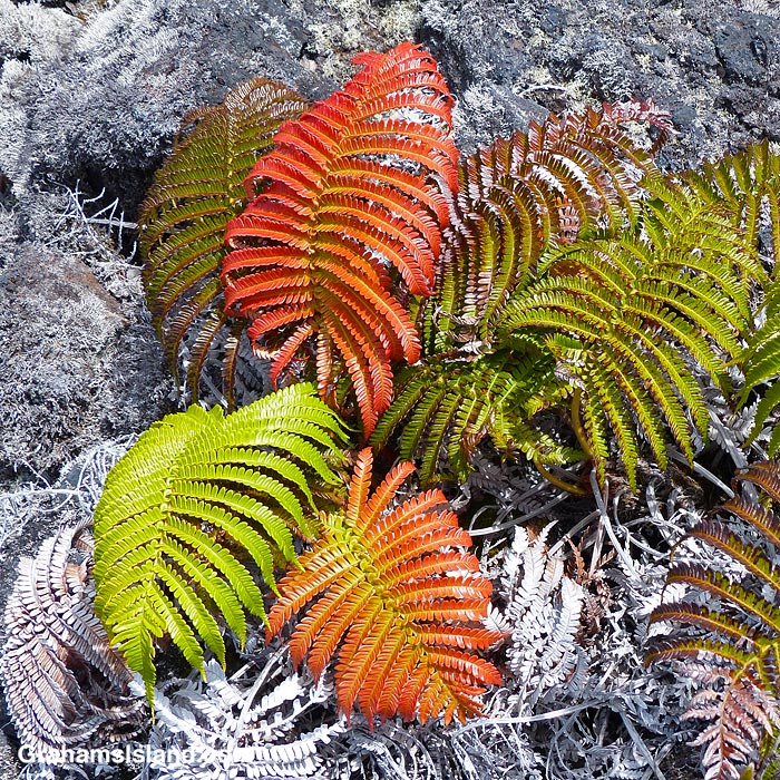 Amaumau Ferns alongside a trail in Hawaii