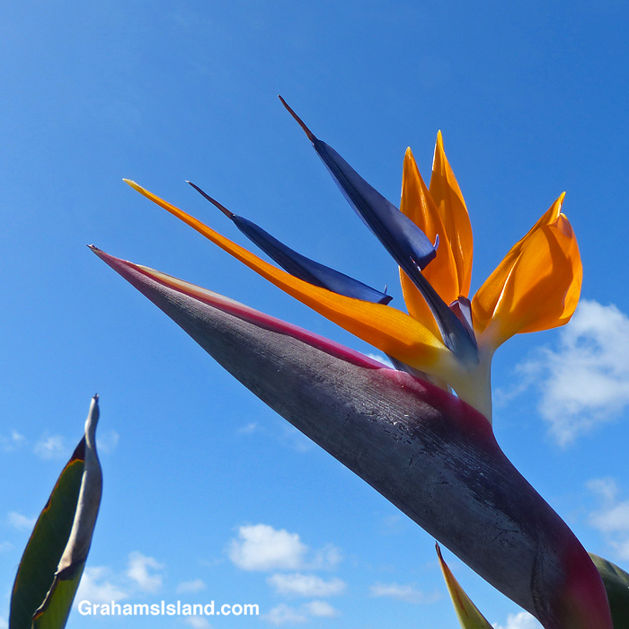 A Bird of paradise flower in Hawaii