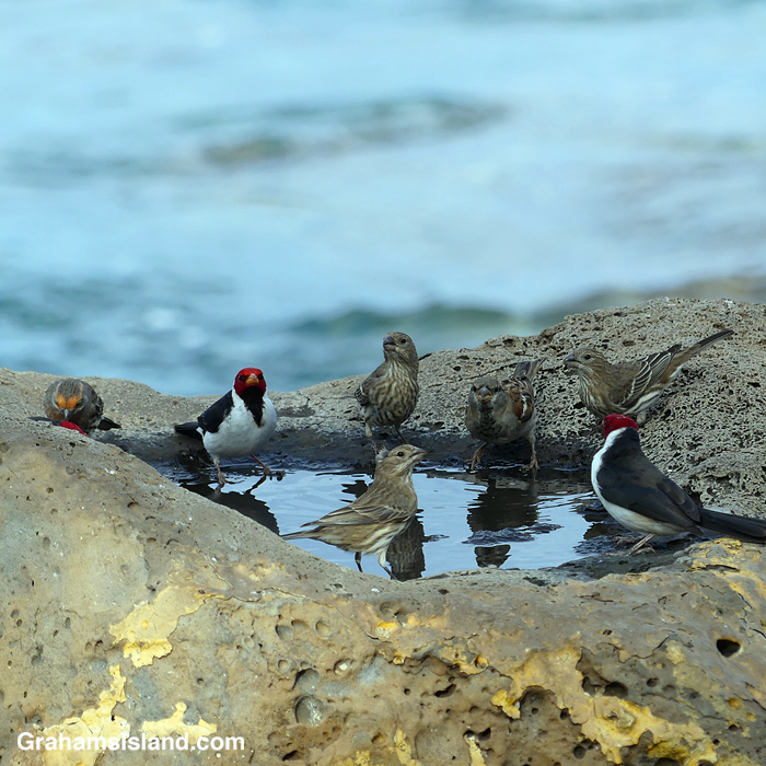 Birds gather for a drink of water in Hawaii