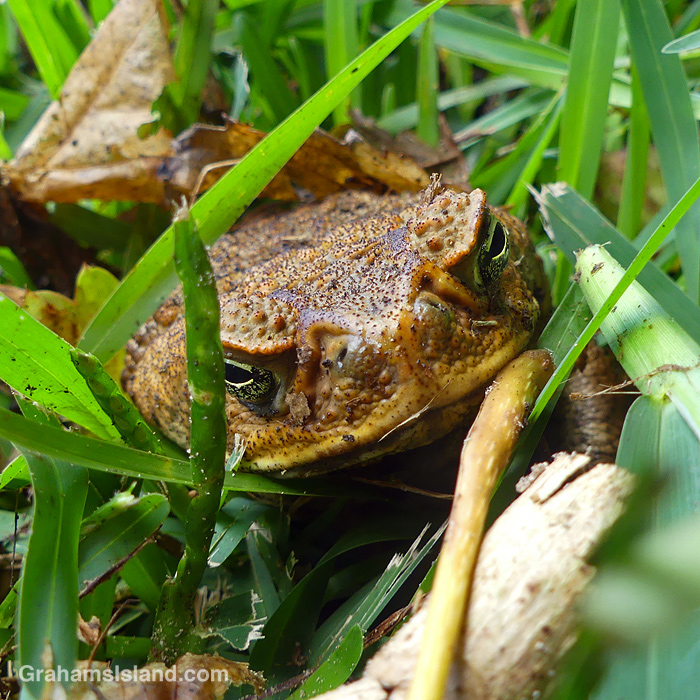 A cane toad in Hawaii