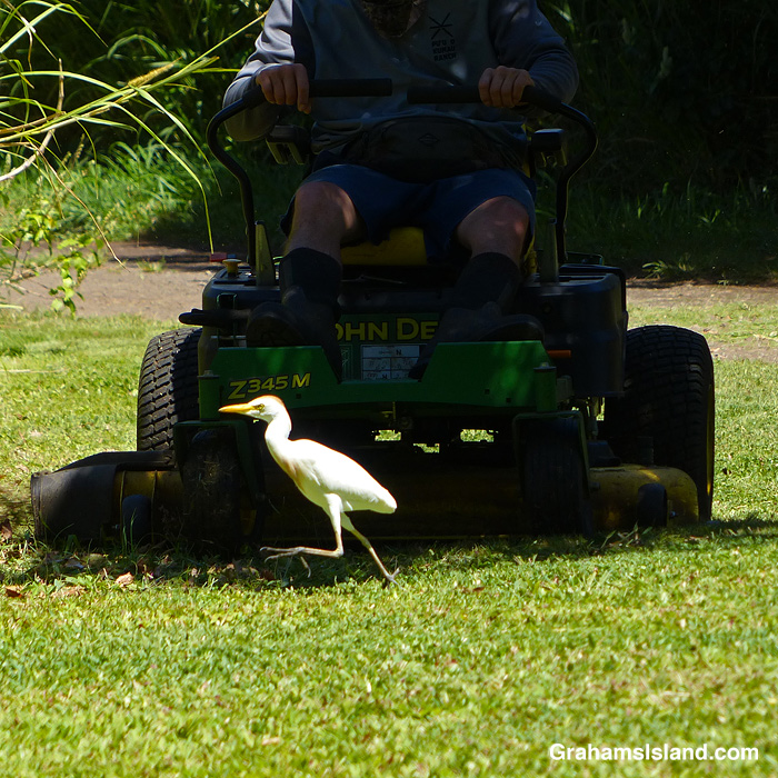 A Cattle Egret runs in front of a lawn mower in Hawaii