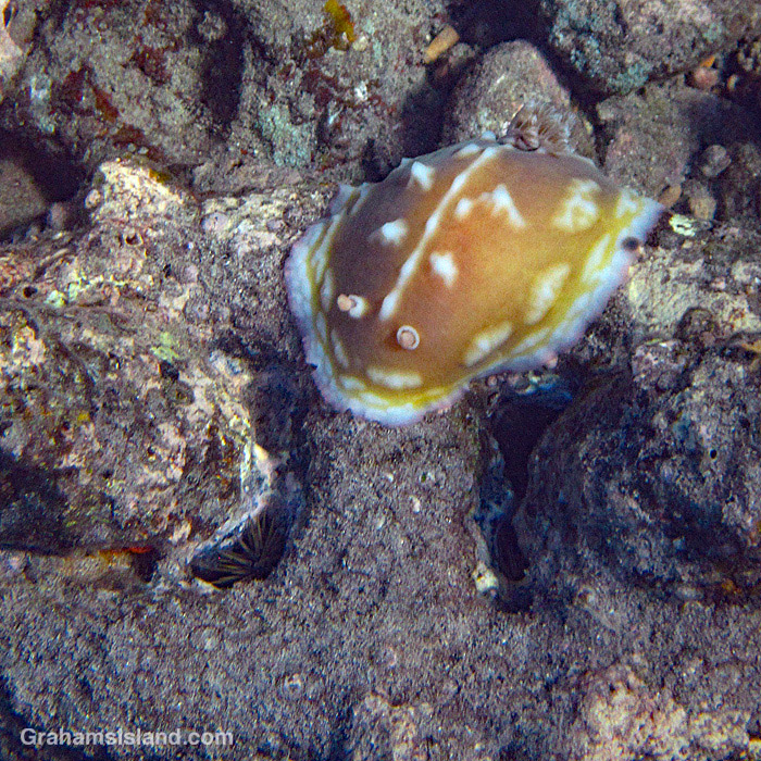 A Clumpy Nudibranch in the waters off Hawaii