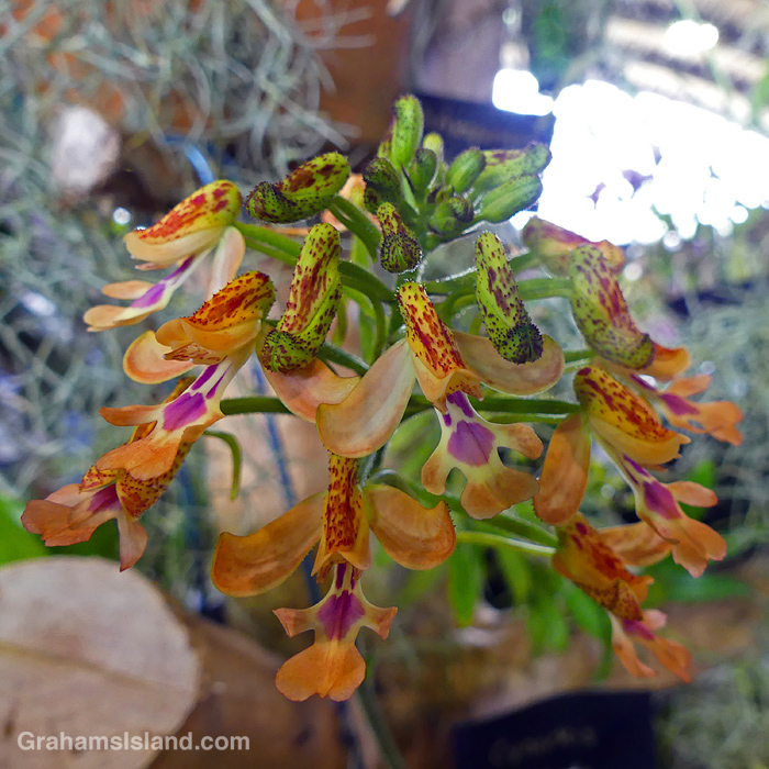 A Cynorkis gibbosa orchid at the HIlo Orchid show