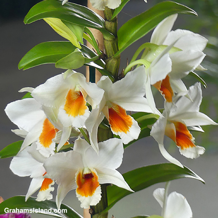 A Dendrobium Judith Nakayama orchid at the HIlo Orchid show