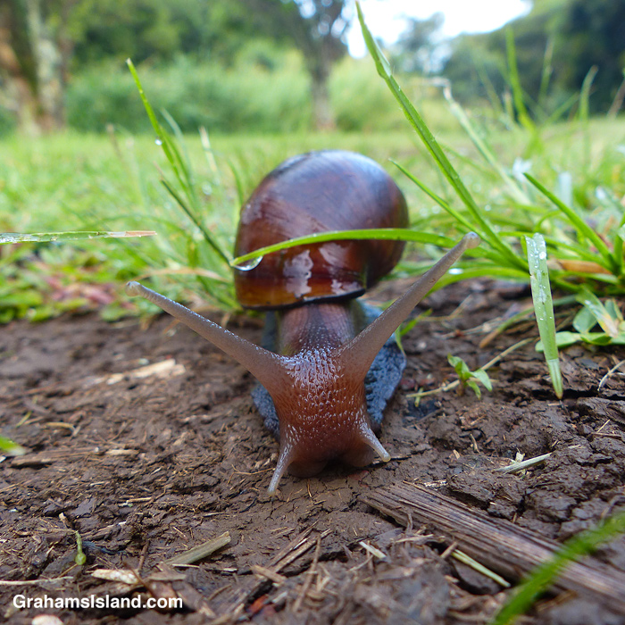 A Giant African land snail in Hawaii