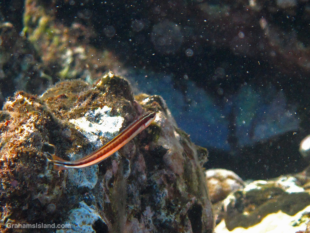 A Gosline's Fang Blenny in the waters off Hawaii
