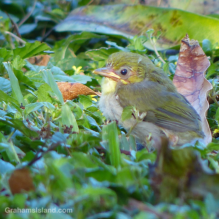 A Japanese white-eye chick waits for its parents to help it in Hawaii