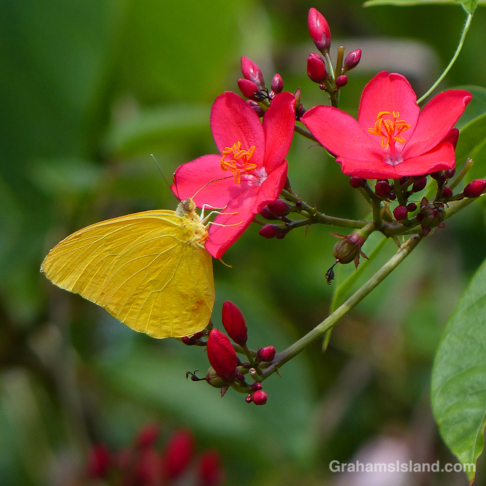 A Large Orange Sulphur butterfly on Rose Jatropha flowers in Hawaii