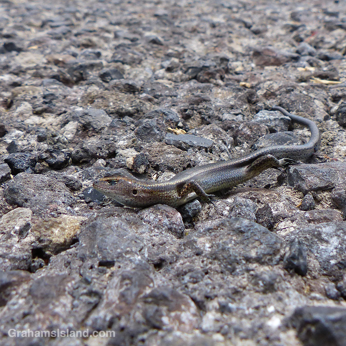 A Metallic skink on a road in Hawaii