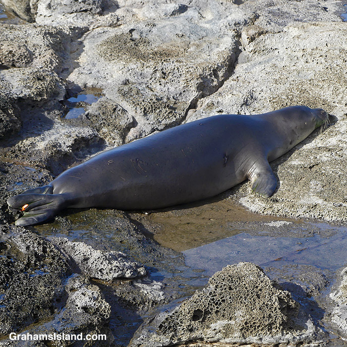 A Hawaiian Monk seal rests at Upolu, Hawaii