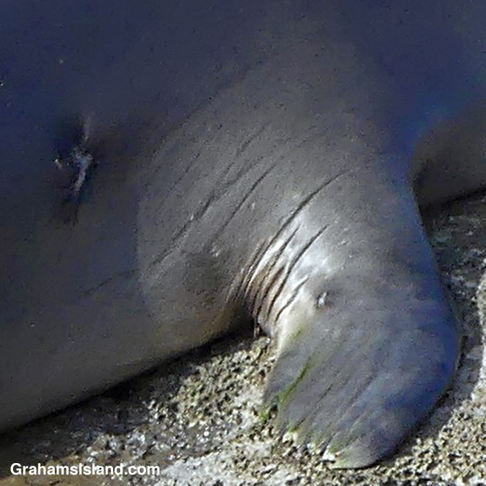 Scars on a Hawaiian Monk seal at Upolu, Hawaii