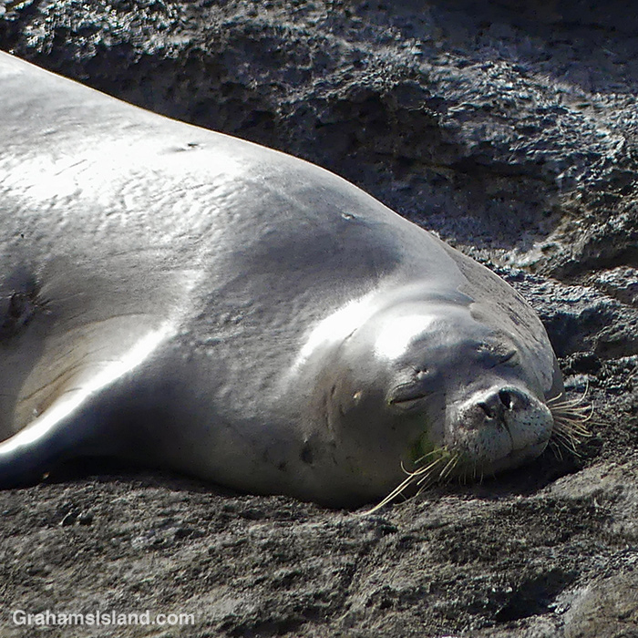 A Hawaiian Monk seal rests at Upolu, Hawaii