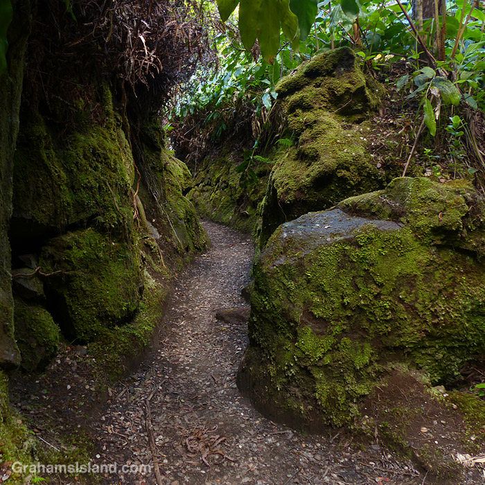 A Mossy path on Halemaumau Trail in Hawaii Volcanoes National Park