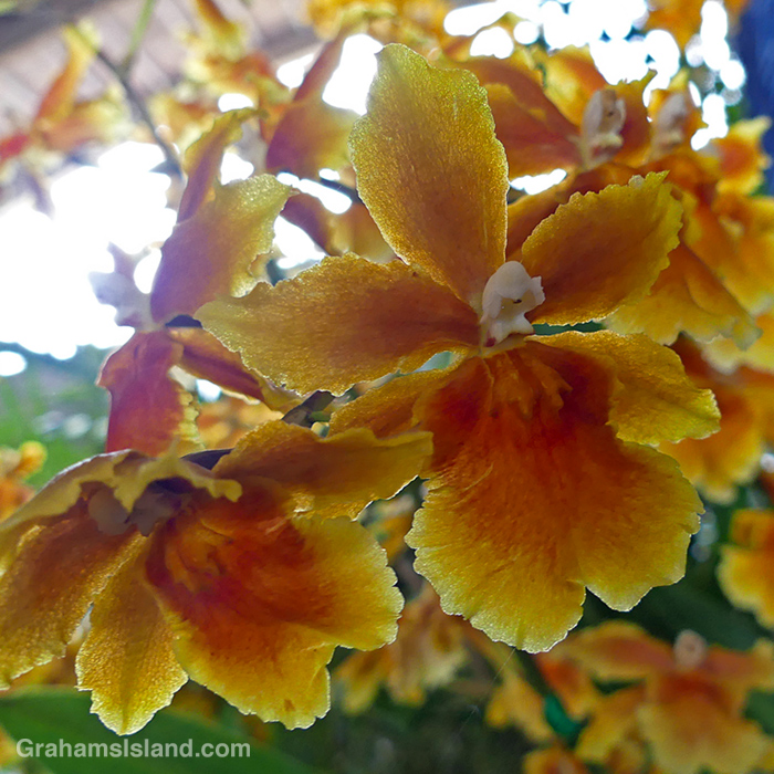 A Oncostele Brazilian Sun 'Samba' orchid at the HIlo Orchid show
