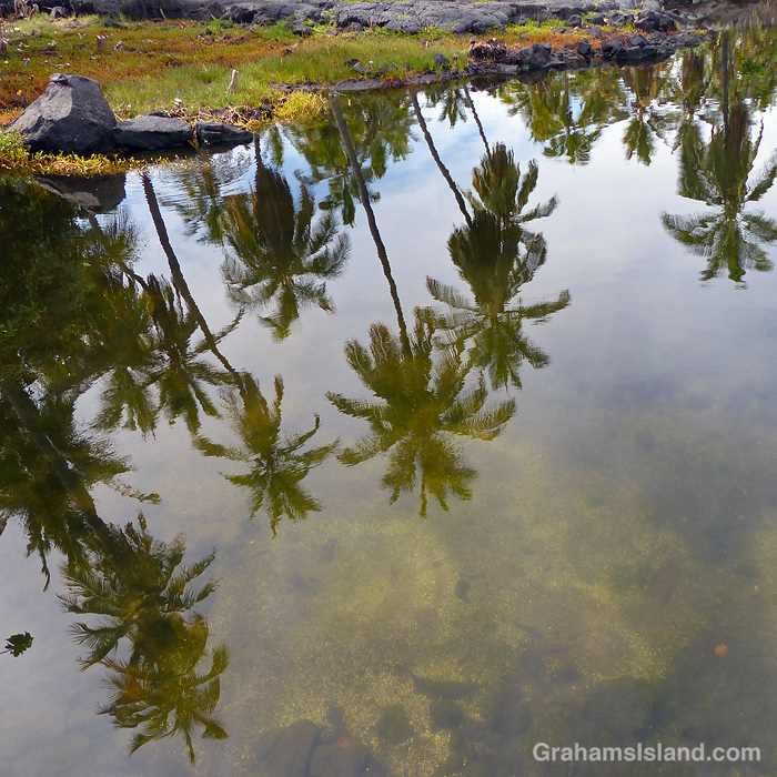 Palm tree reflections at Place of Refuge in Hawaii