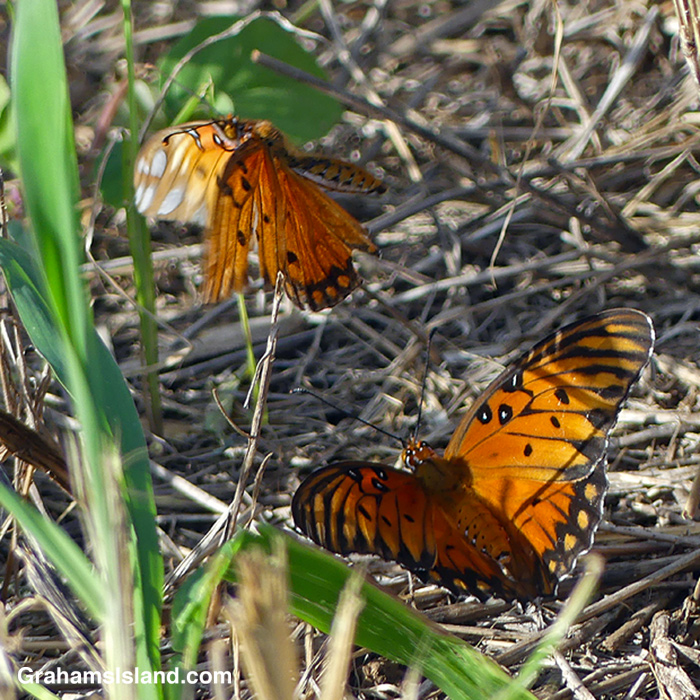 Passion Vine Butterflies at Upolu Hawaii