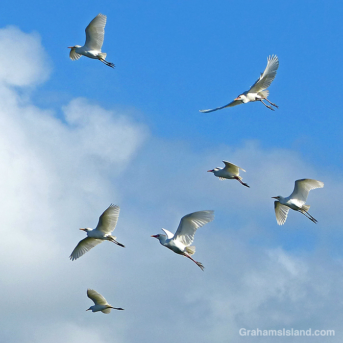 Seven Cattle Egrets flying in Hawaii