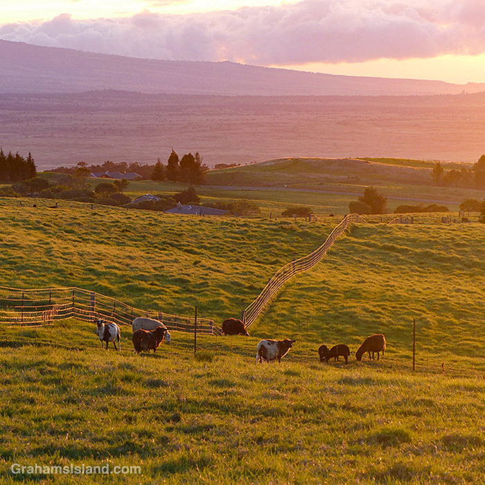Sheep at sunset in Hawaii
