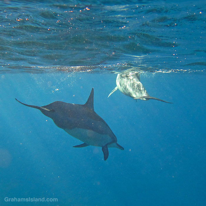 Spinner dolphins in the waters off Hawaii