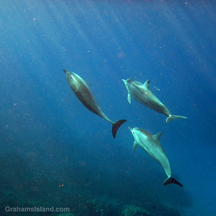 Spinner dolphins in the waters off Hawaii