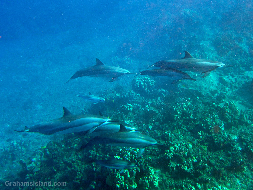 Spinner dolphins in the waters off Hawaii