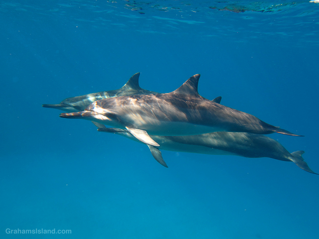 Spinner dolphins in the waters off Hawaii