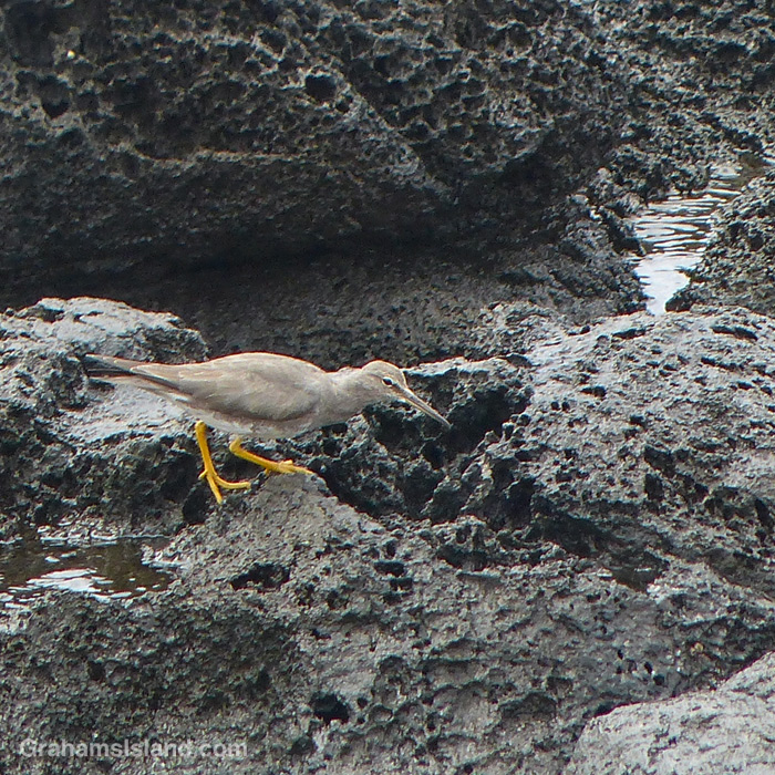 A Wandering Tattler looks for food on the coast in Hawaii