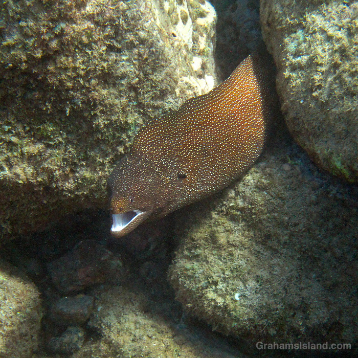 A Whitemouth Moray Eel in the waters off Hawaii