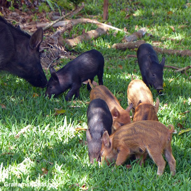 A Wild Pig family in Hawaii