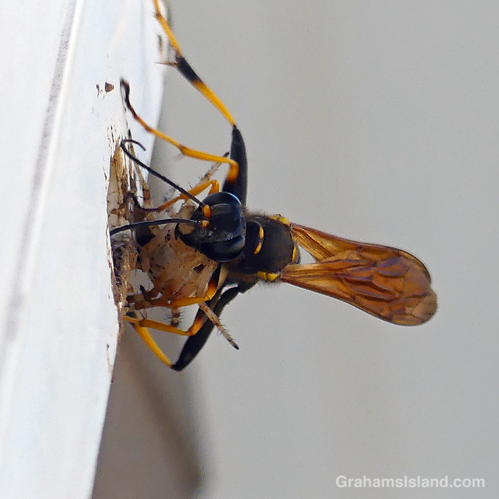 A Yellow-legged mud-dauber Wasp stuffs a paralysed spider into a hole as future food for its offspring.