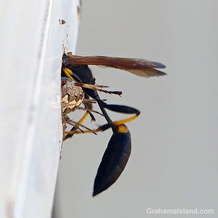 A Yellow-legged mud-dauber Wasp stuffs a paralysed spider into a hole as future food for its offspring.