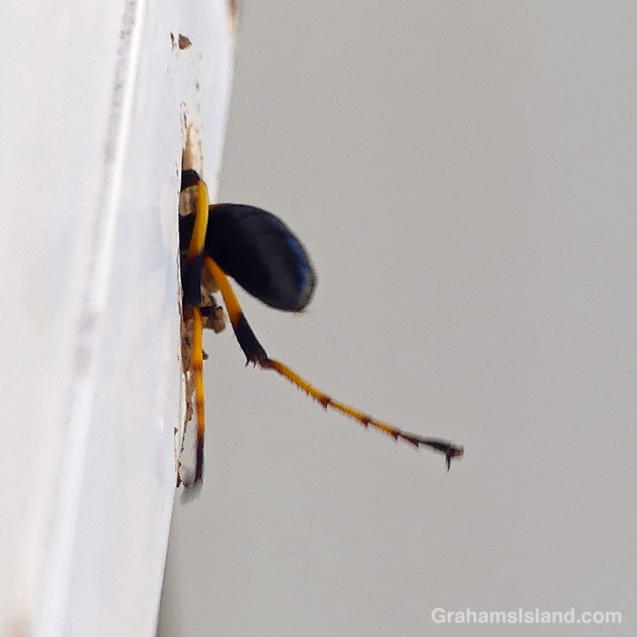 A Yellow-legged mud-dauber Wasp stuffs a paralysed spider into a hole as future food for its offspring.