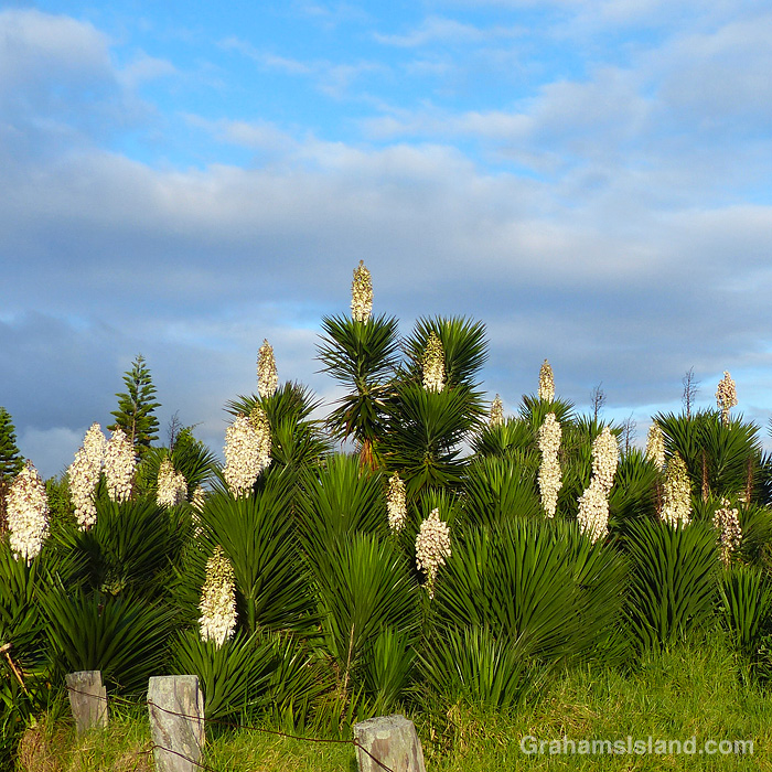 Yuccas alongside the road to Kamuela, Hawaii