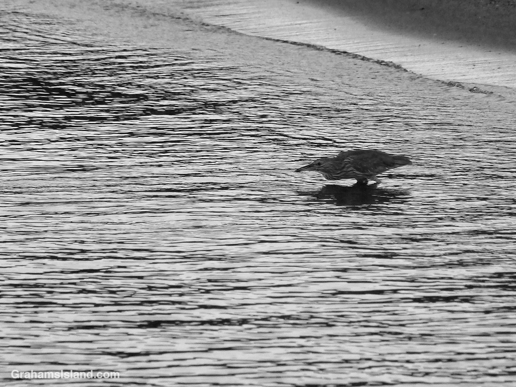 A juvenile Black-crowned night heron fishing in the shallows in Hawaii
