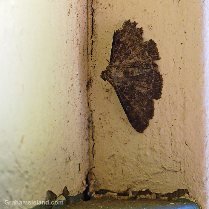A small Black Witch Moth rests in Hawaii
