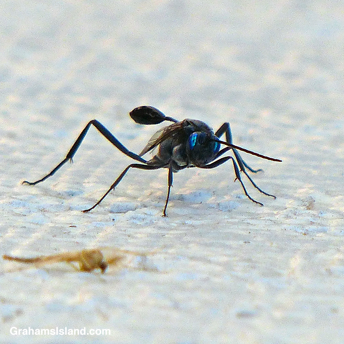 A Blue-eyed Ensign Wasp in Hawaii