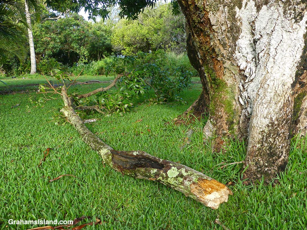 A large branch that fell from a Mango tree in Hawaii