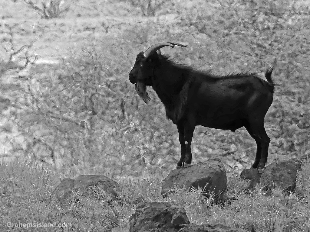 A goat on a rock in Hawaii