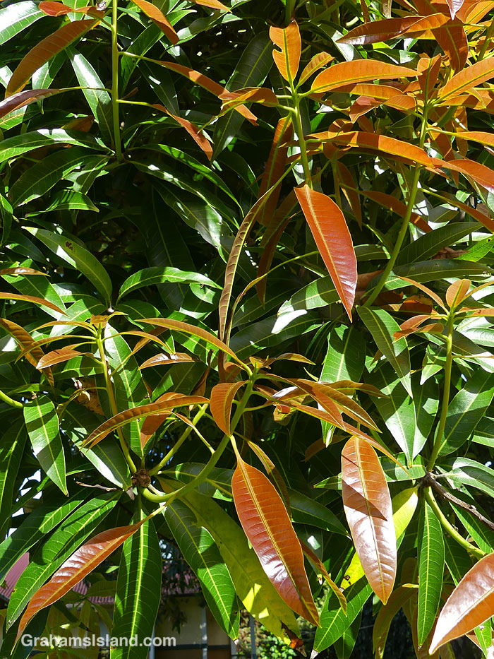 The leaves of a Mango tree in Hawaii