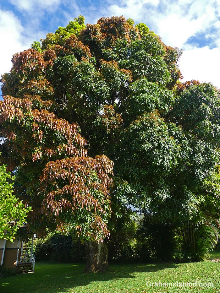 A large Mango tree in Hawaii
