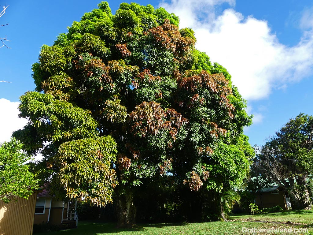 A large Mango tree in Hawaii