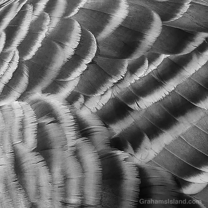 A close up of Nene feathers in Hawaii