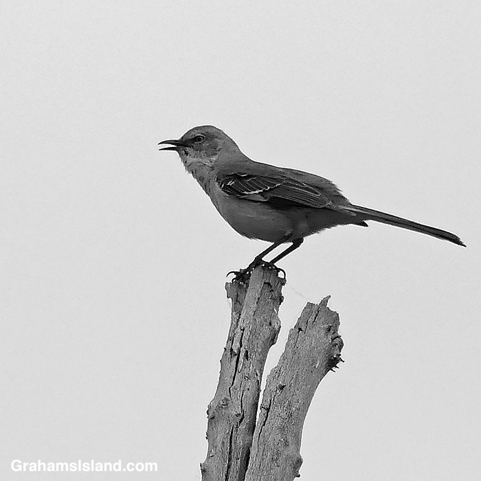 A Northern Mockingbird sings out on a snag in Hawaii