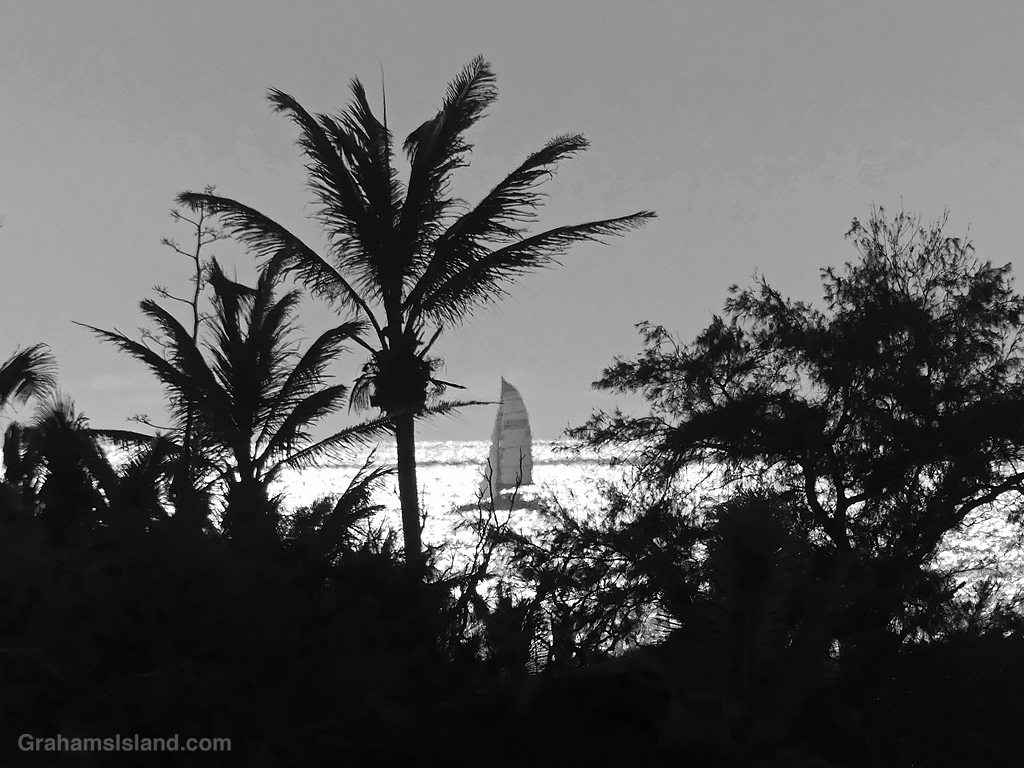 A sailboat travels along the coast in front of palm trees in Hawaii