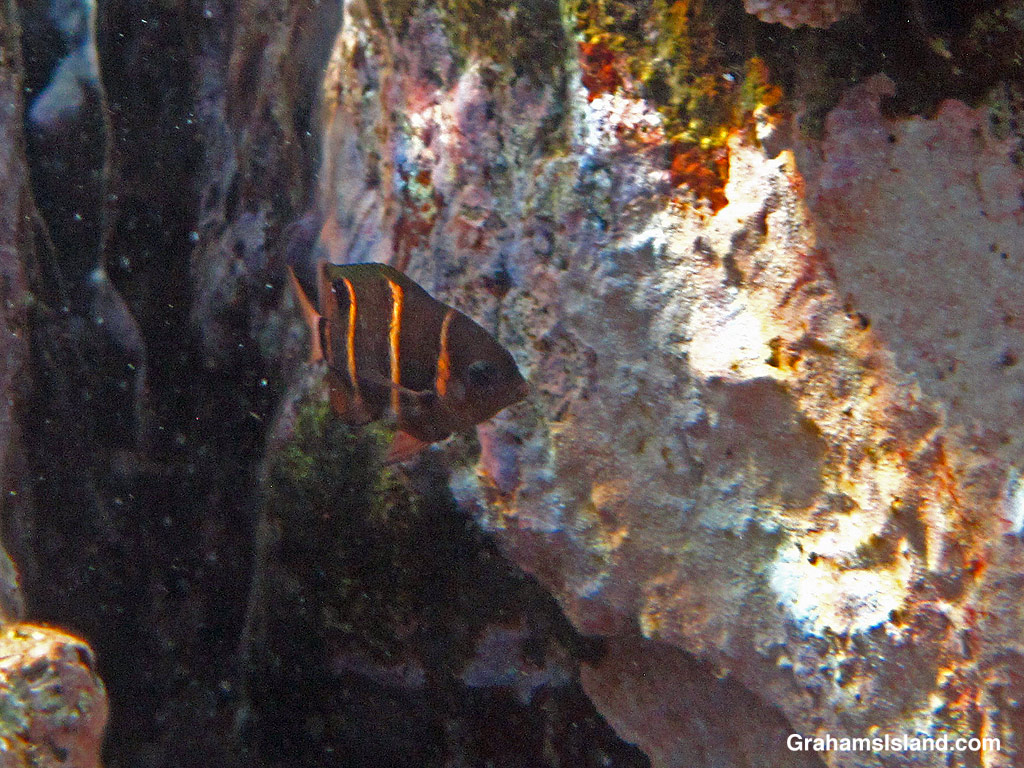 A Phoenix Island Damselfish in the waters off Hawaii