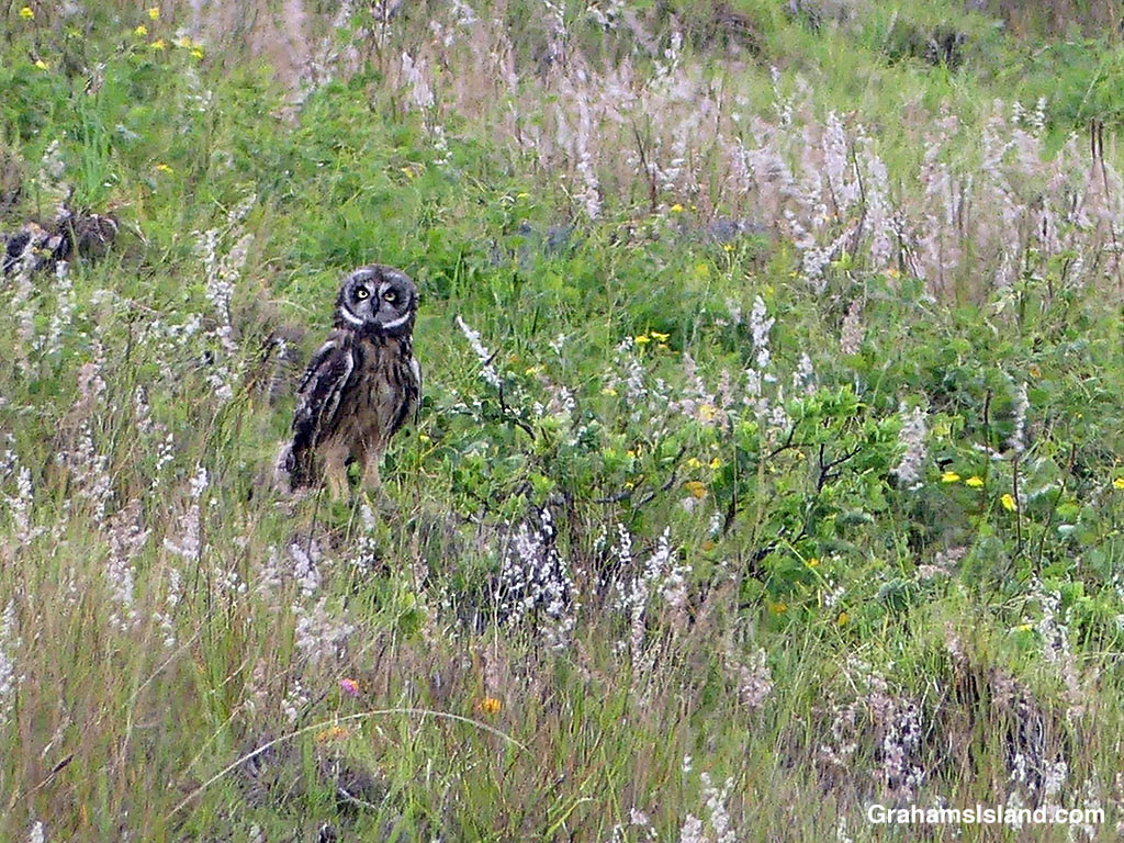 A pueo watches from a hillside in Hawaii