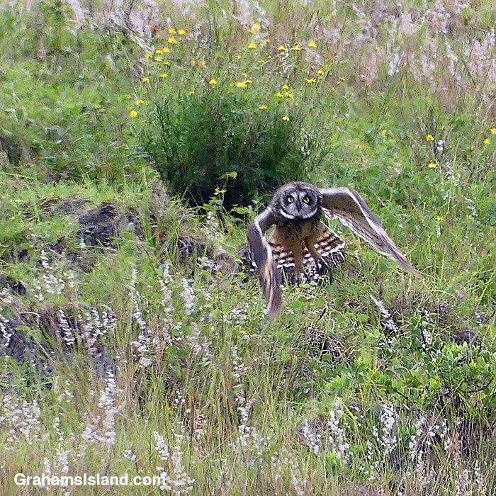A pueo takes off from a hillside in Hawaii