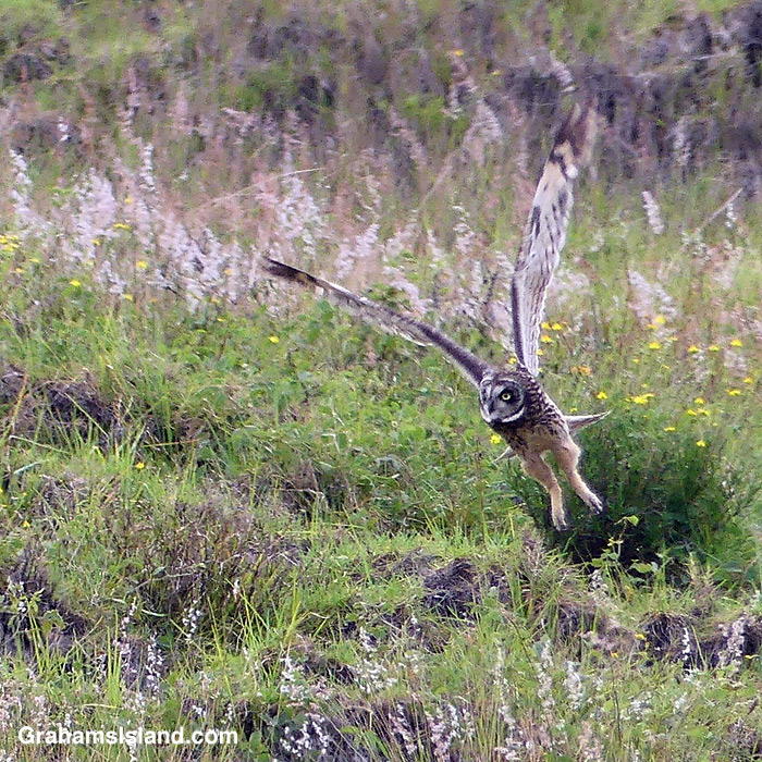 A pueo takes off from a hillside in Hawaii